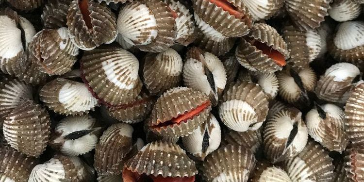 Kerang-Penyebab-Kolesterol-750x375